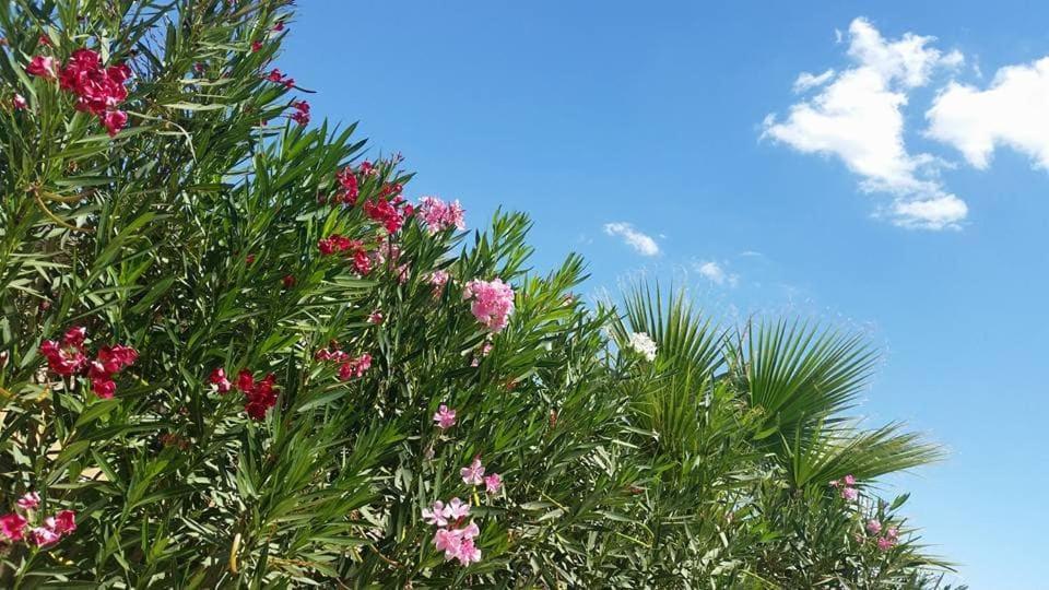 Il Canneto Di Selinunte Marinella di Selinunte Exteriör bild